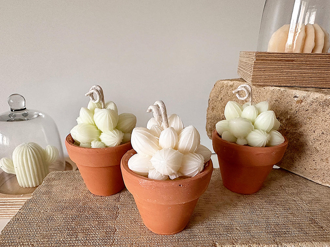 Pascale Potted Succulent Candle Set
