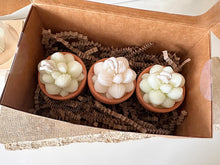 Load image into Gallery viewer, Pascale Potted Succulent Candle Set
